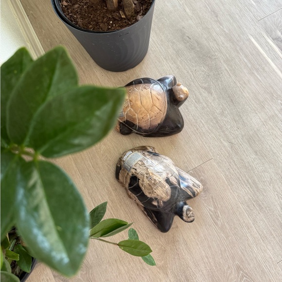 Petrified Wood Turtle - Picture 7 of 10